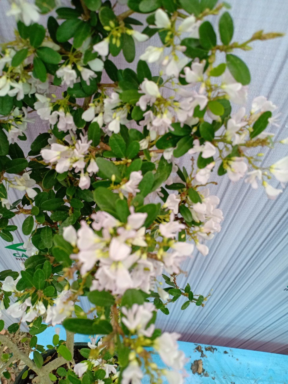 CÂY LINH SAM SIÊU HOA ĐỔI MÀU 3