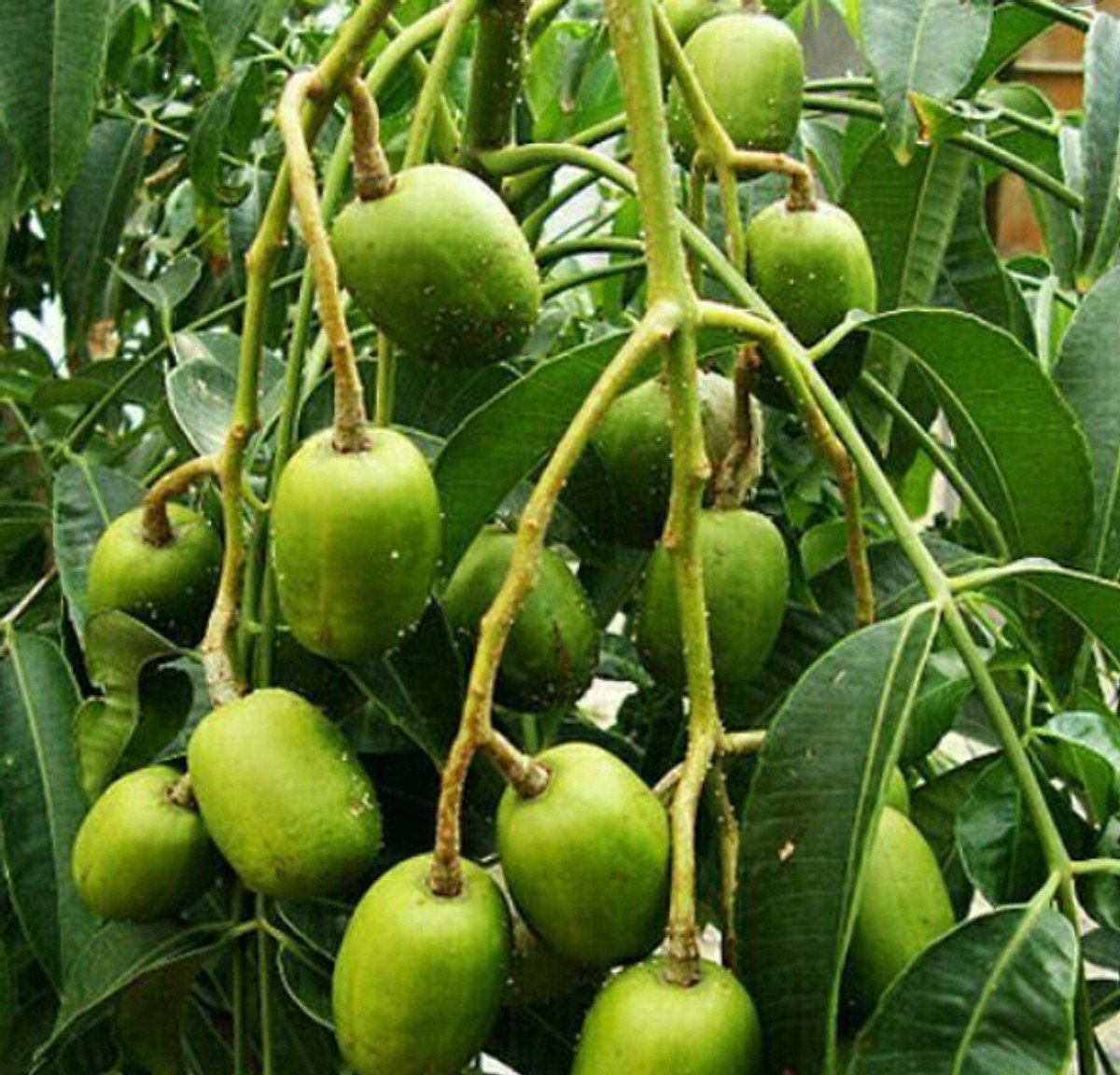 CÂY CÓC THÁI