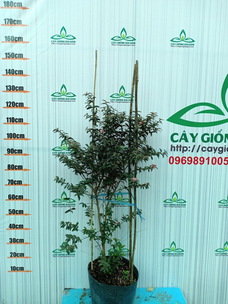 CÂY ỔI SẺ TÍM LÁ NHỎ CAO TRÊN 1M 2
