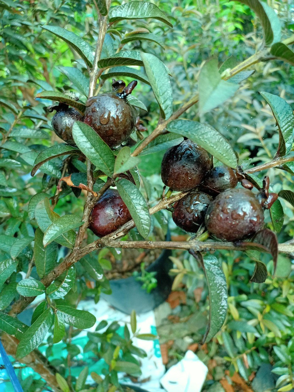 CÂY ỔI SẺ TÍM LÁ NHỎ