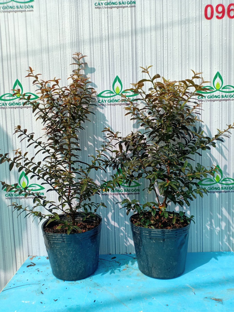CÂY ỔI SẺ TÍM LÁ NHỎ 2