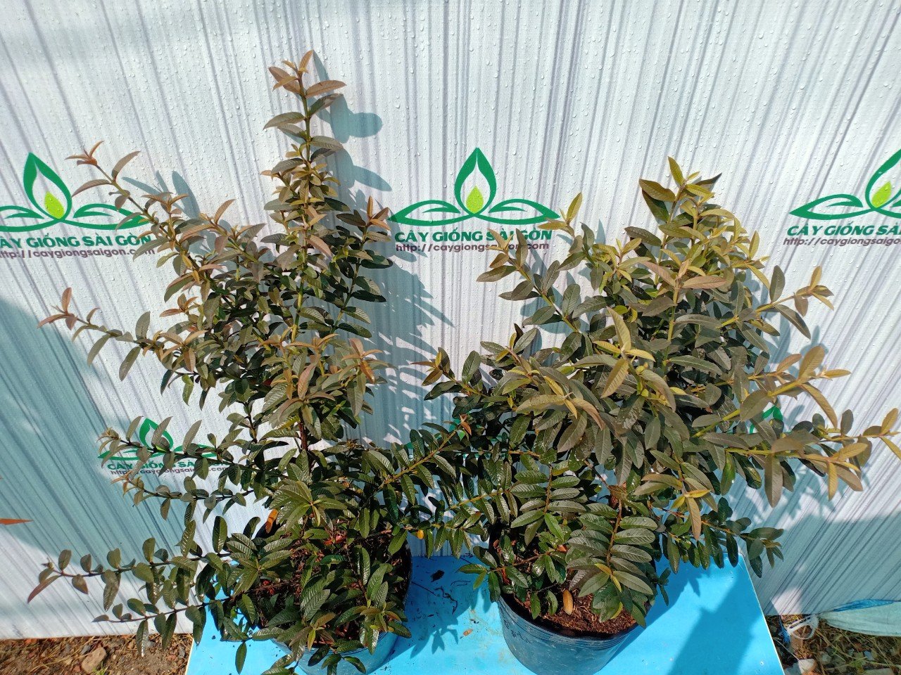 CÂY ỔI SẺ TÍM LÁ NHỎ 3