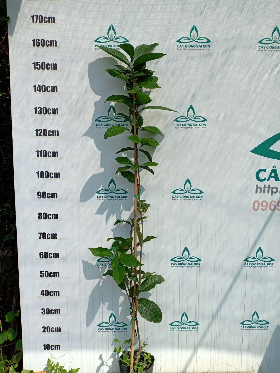 CÂY MAI XANH THÁI 1.5M 3