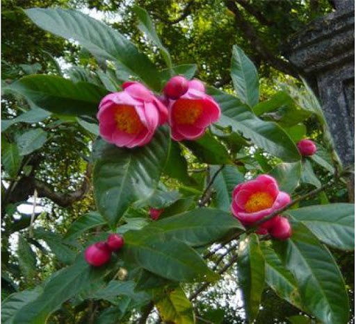 CÂY HOA HẢI ĐƯỜNG 3