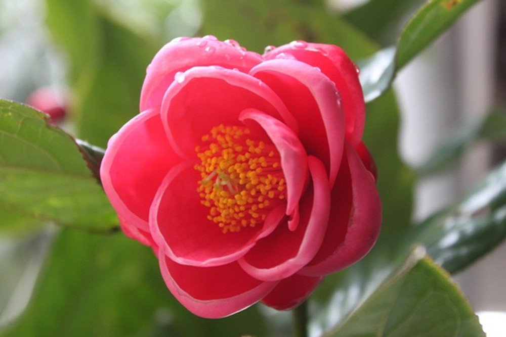 CÂY HOA HẢI ĐƯỜNG