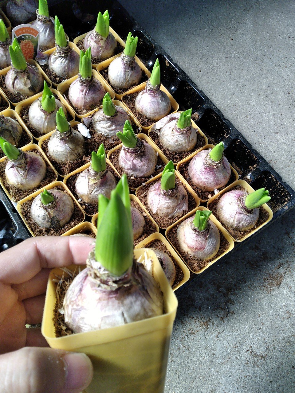 CỦ HOA TIÊN ÔNG 2