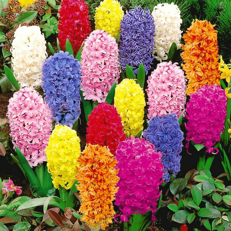 CỦ HOA TIÊN ÔNG 3