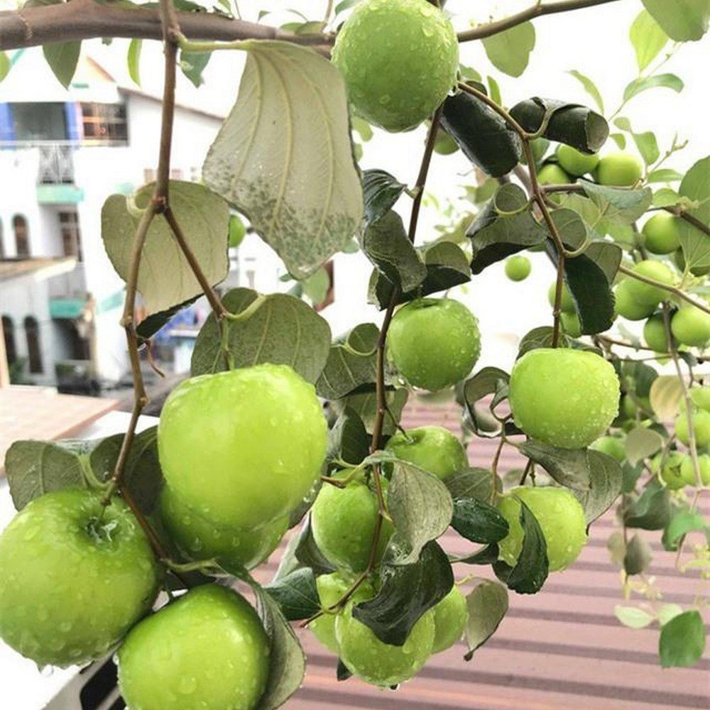 CÂY TÁO THÁI 3