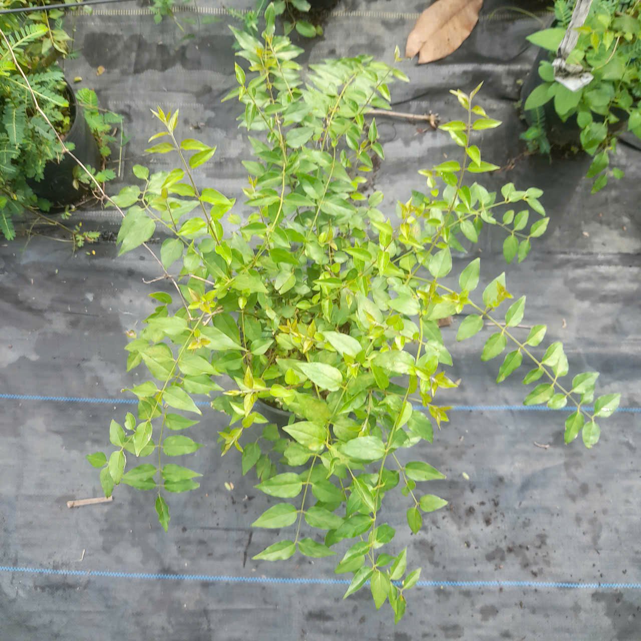 CÂY HOA NGUYỆT QUẾ LEO CAO 50cm 2