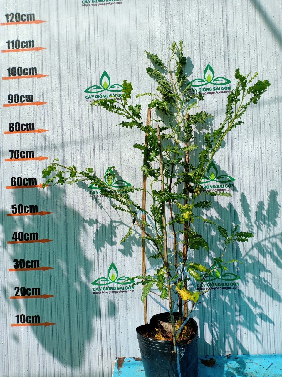 CÂY ỔI ĐUÔI PHỤNG 3