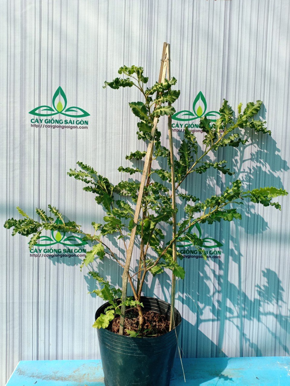 CÂY ỔI ĐUÔI PHỤNG 2