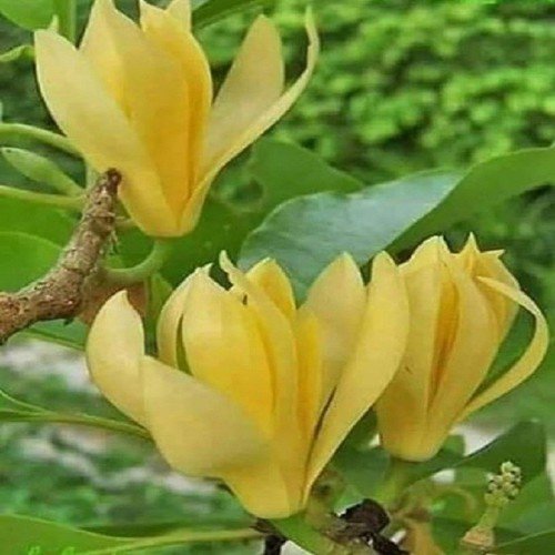 CÂY NGỌC LAN HOA VÀNG