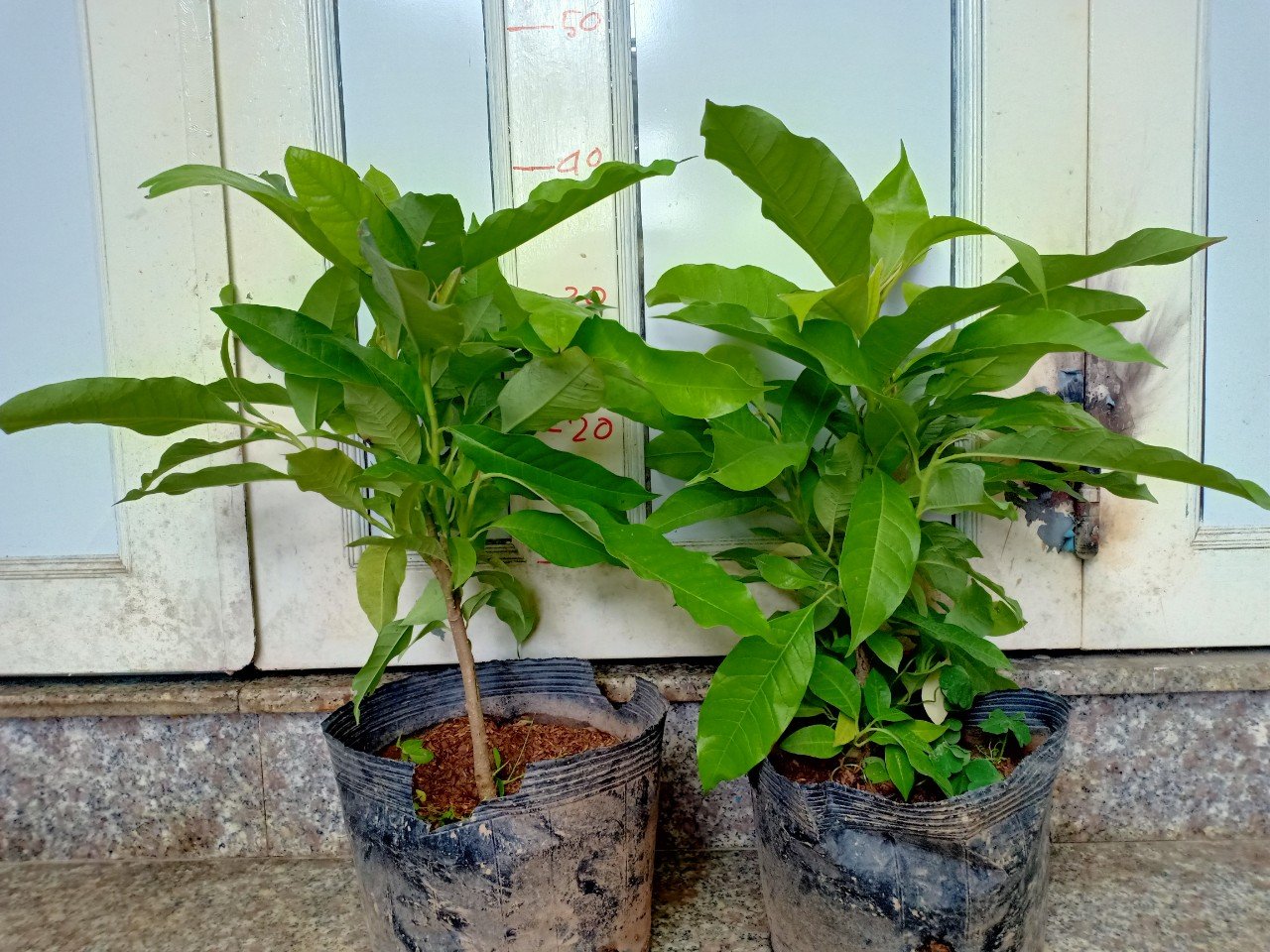 CÂY NGỌC LAN HOA VÀNG 2