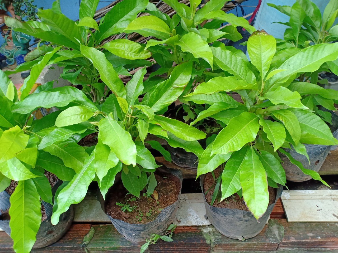 CÂY NGỌC LAN HOA VÀNG 3