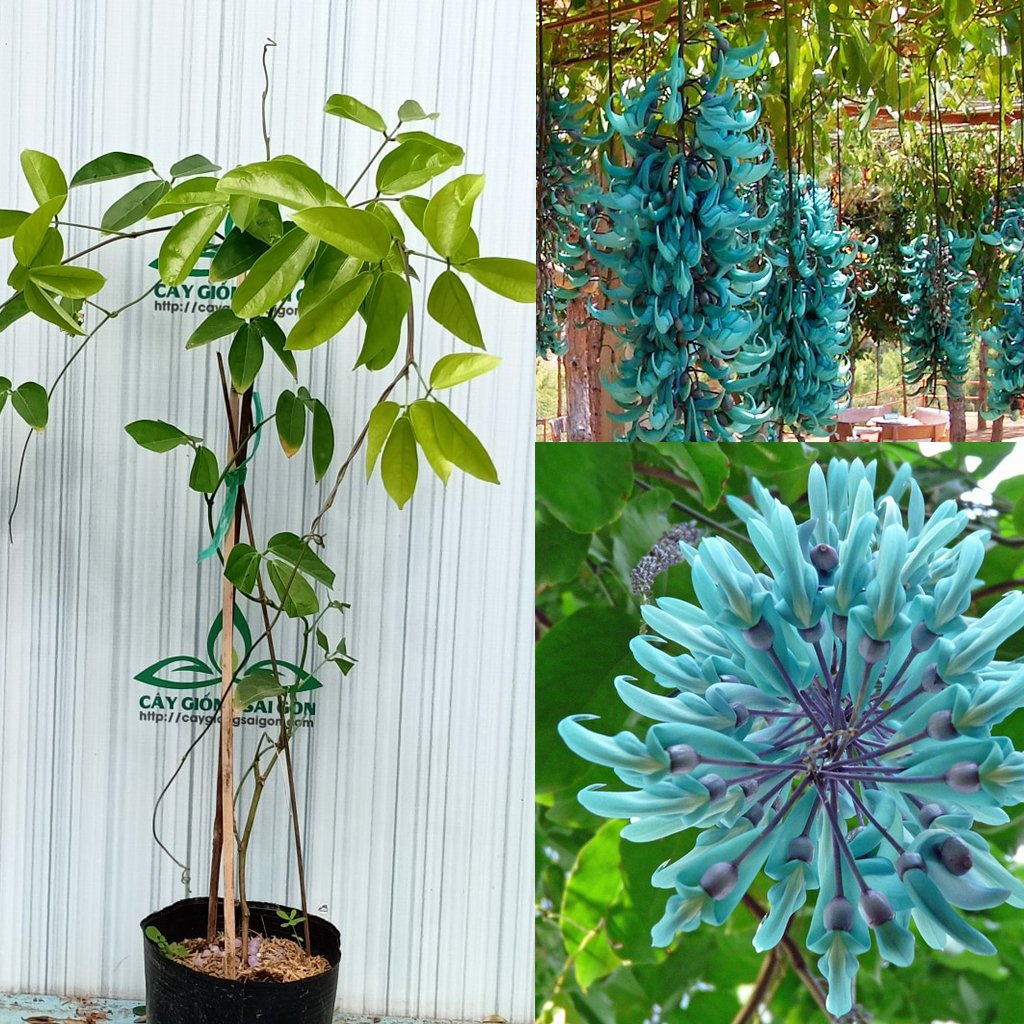 CÂY HOA MÓNG CỌP XANH CAO 80-90CM