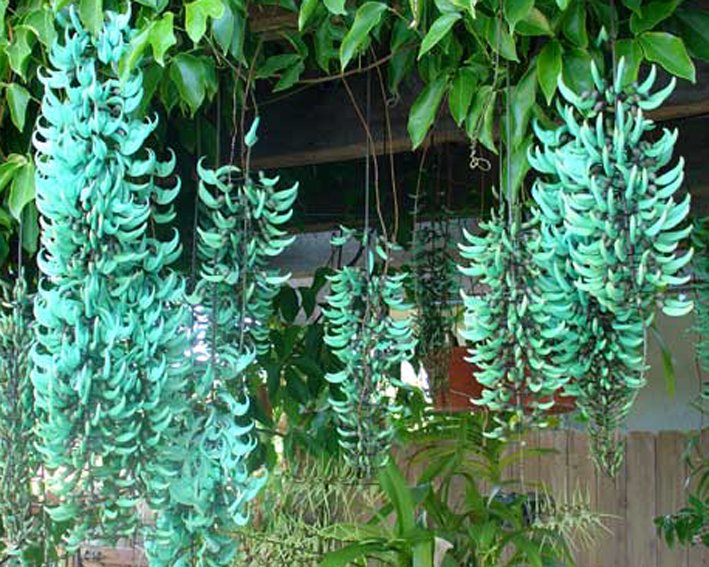 CÂY HOA MÓNG CỌP XANH CAO 80-90CM 3