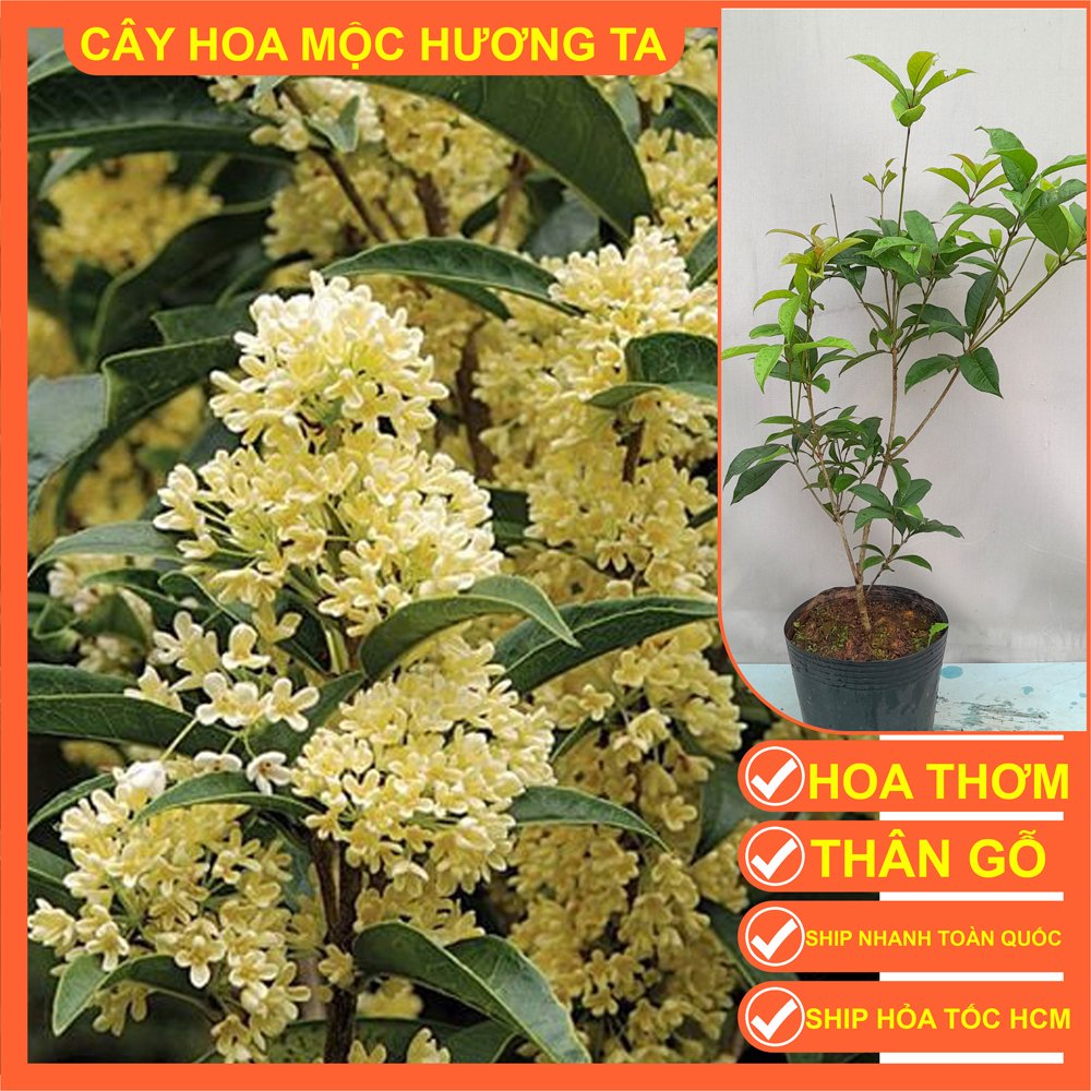 CÂY HOA MỘC HƯƠNG CAO 50cm