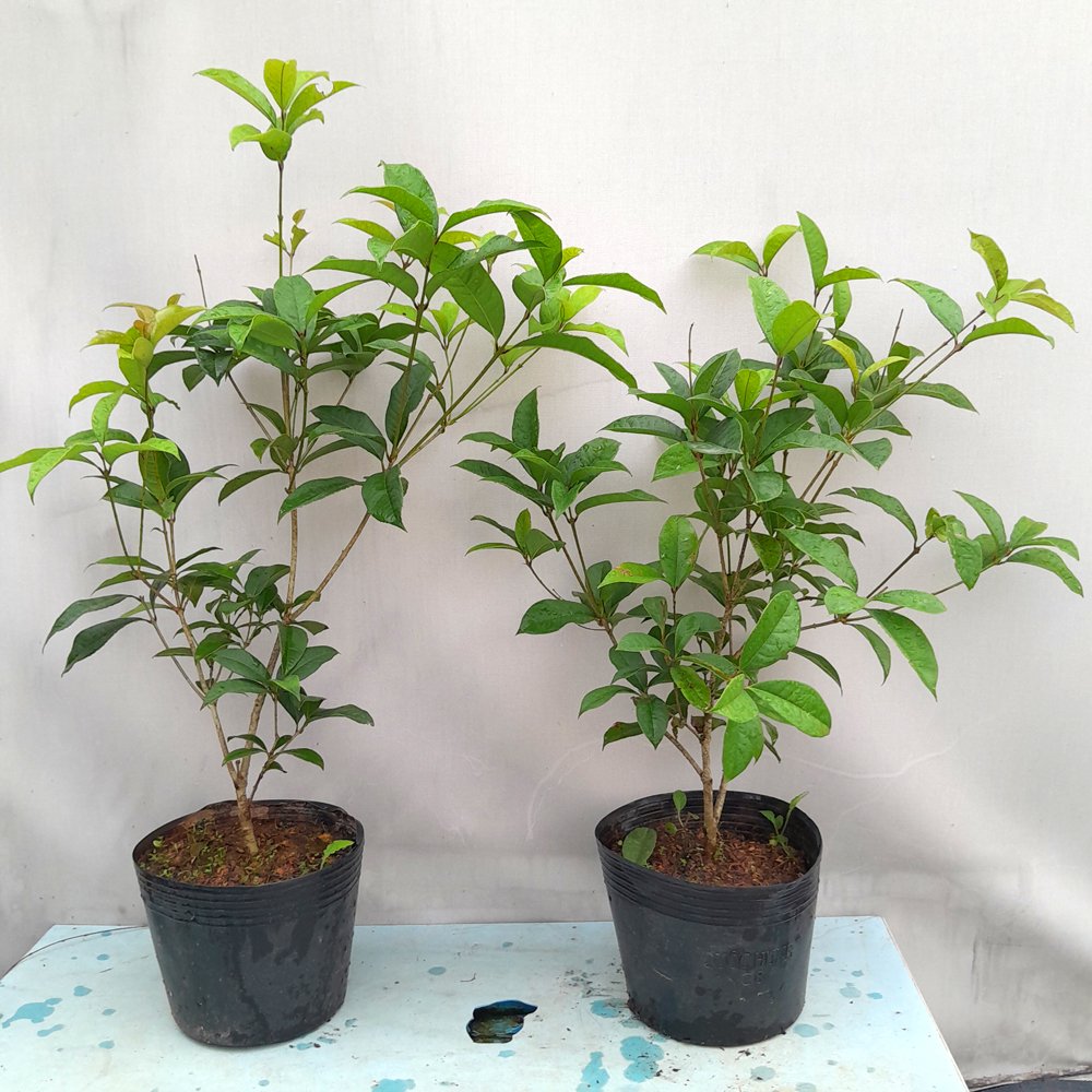 CÂY HOA MỘC HƯƠNG CAO 50cm 3