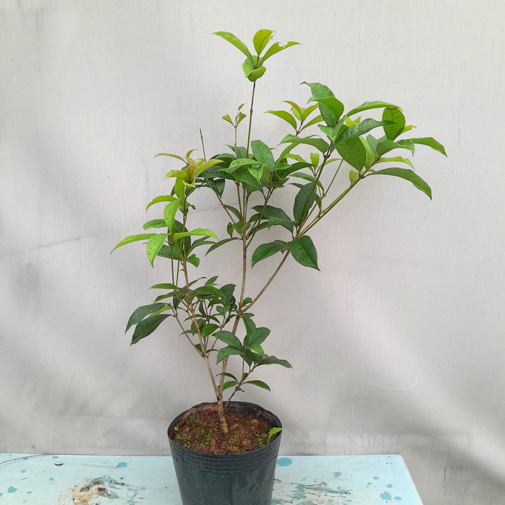CÂY HOA MỘC HƯƠNG CAO 50cm 2