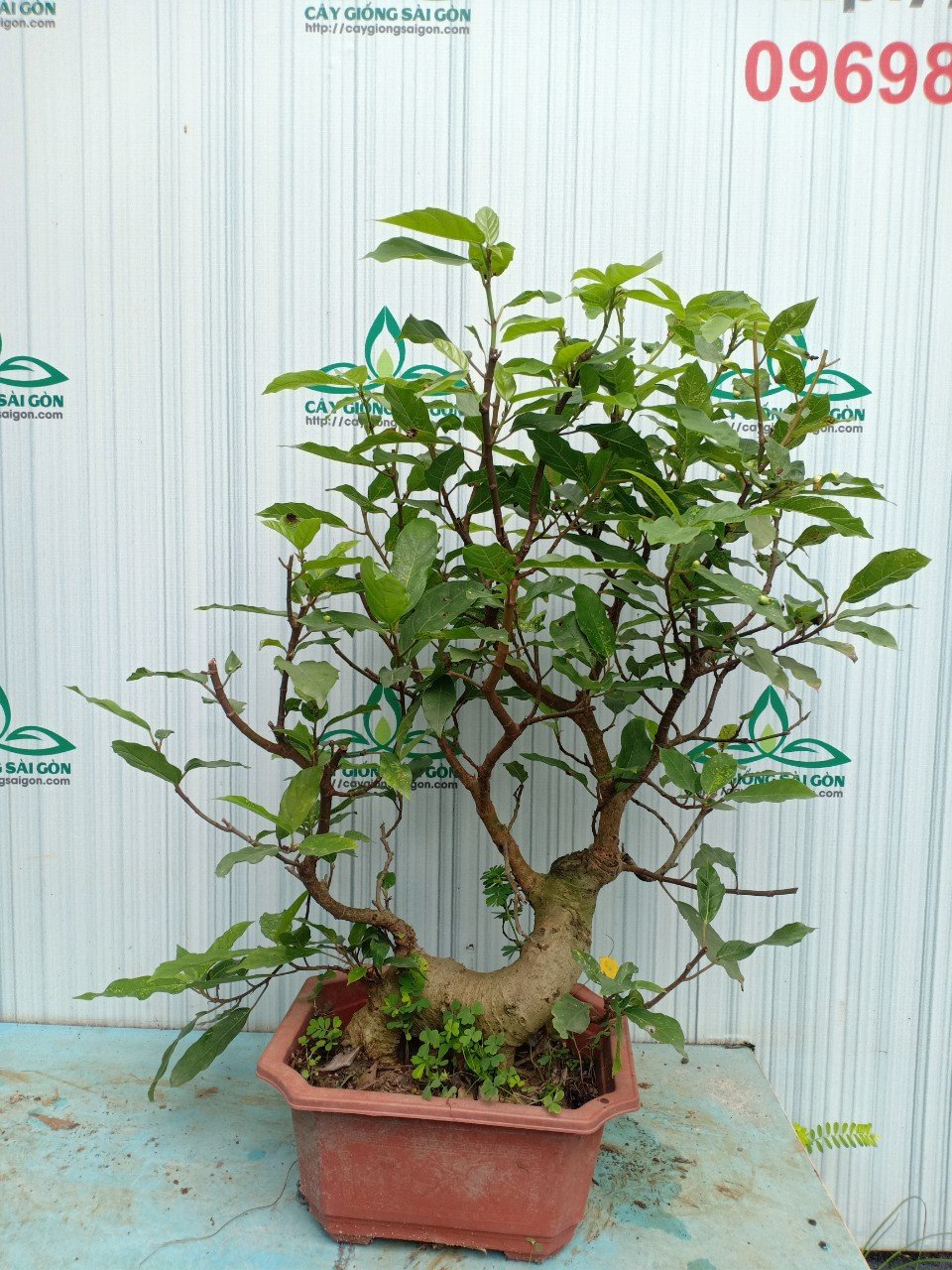 CÂY SUNG BONSAI 3