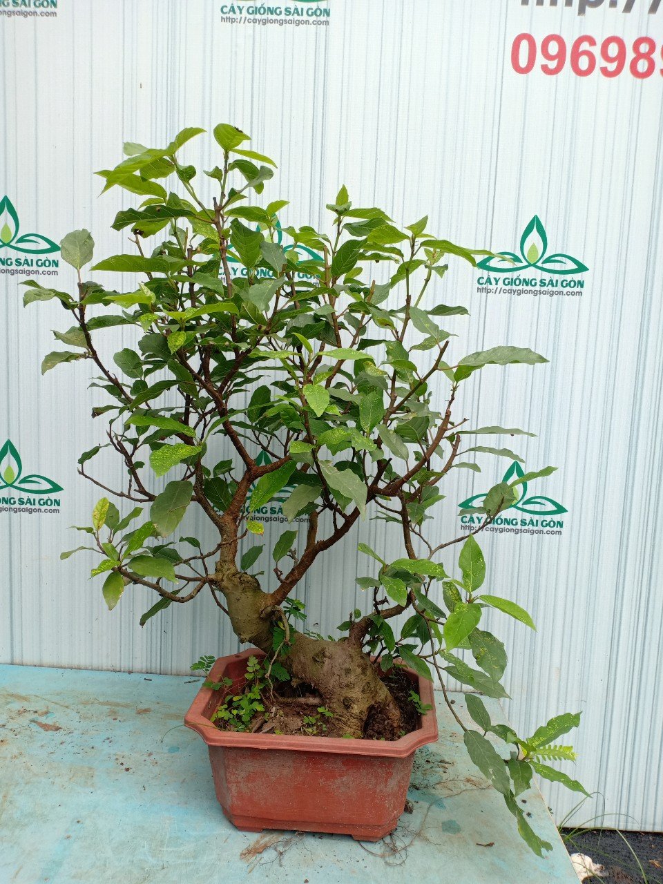 CÂY SUNG BONSAI 2