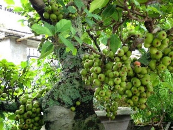 CÂY SUNG BONSAI