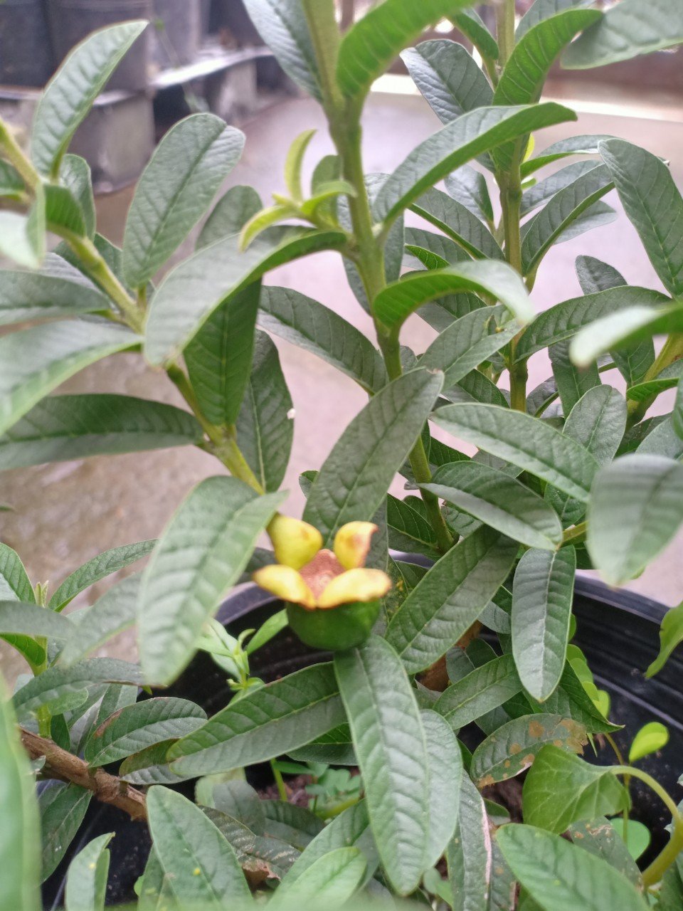 CÂY ỔI SẺ LÁ RÍ 3