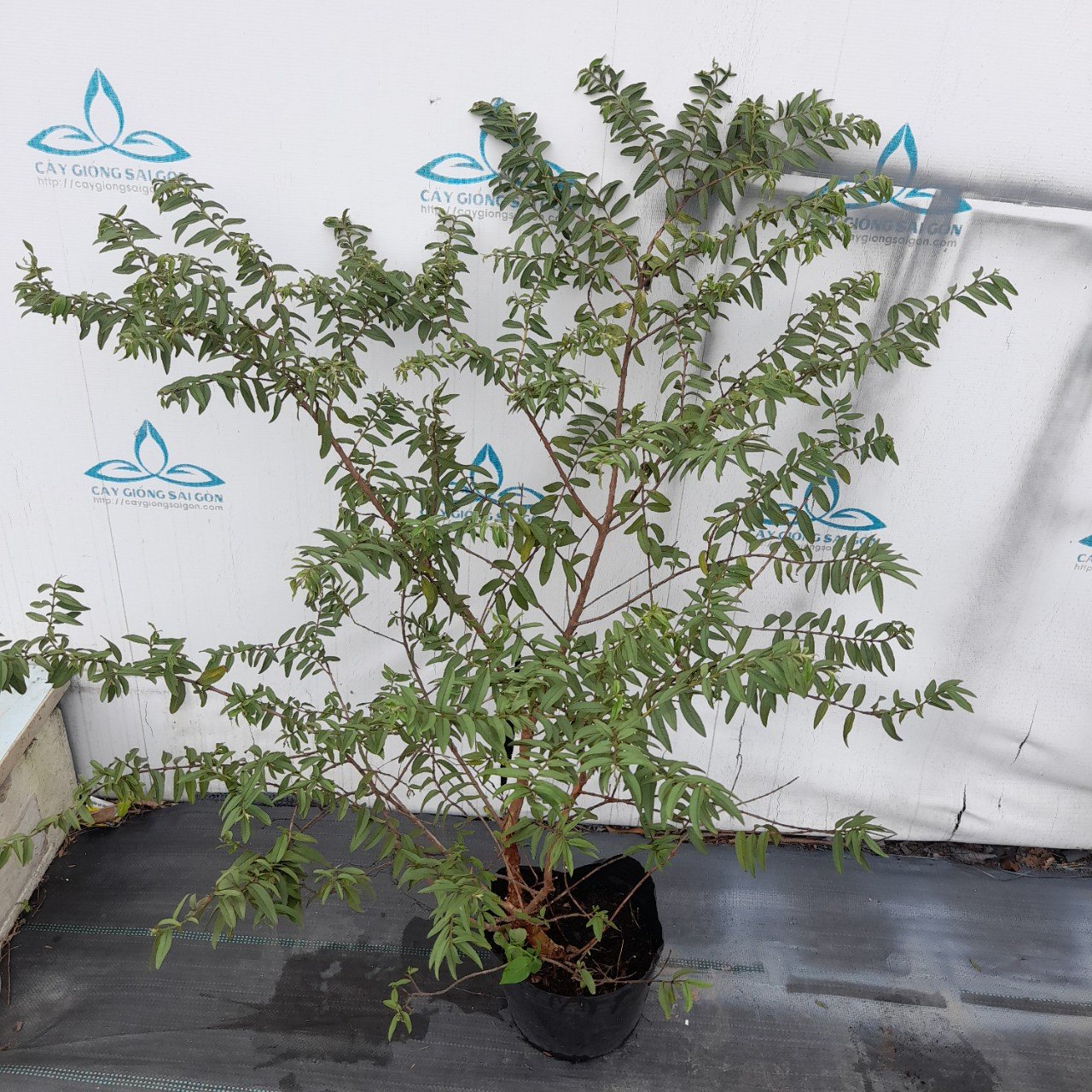 CÂY ỔI SẺ LÁ RÍ 2