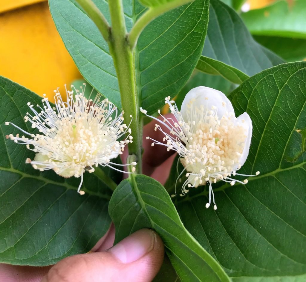 CÂY ỔI NỮ HOÀNG 3