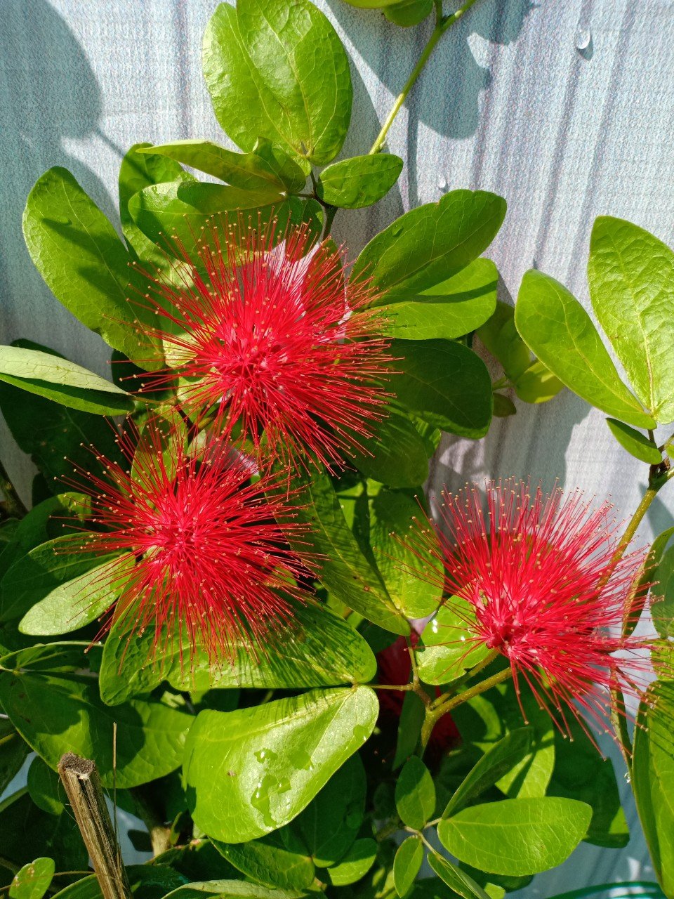 CÂY HOA ĐIỆP LÀO