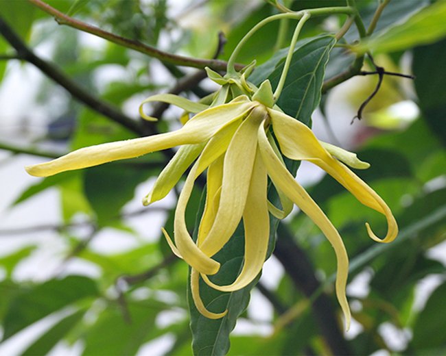 CÂY HOA DẺ