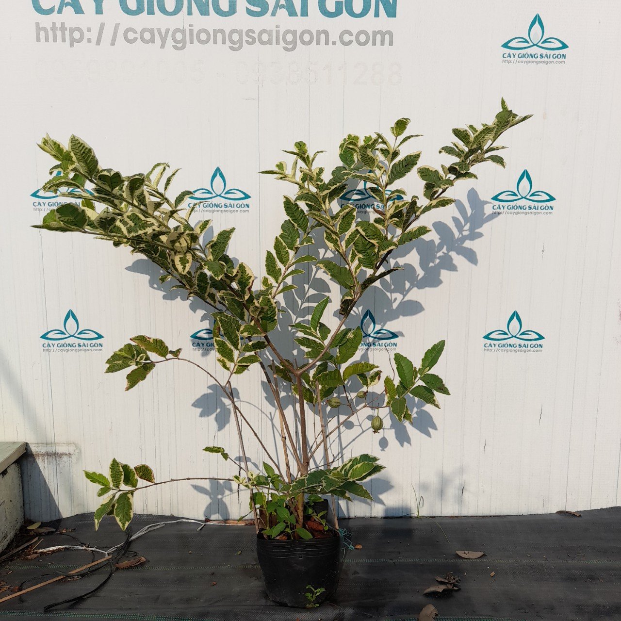 CÂY ỔI CẨM THẠCH CÂY CAO 1,3M (Chỉ nhận ship nội thành HCM) 3