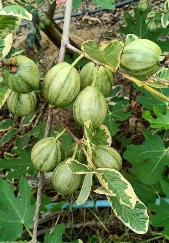 CÂY ỔI CẨM THẠCH CÂY CAO 1,3M (Chỉ nhận ship nội thành HCM)