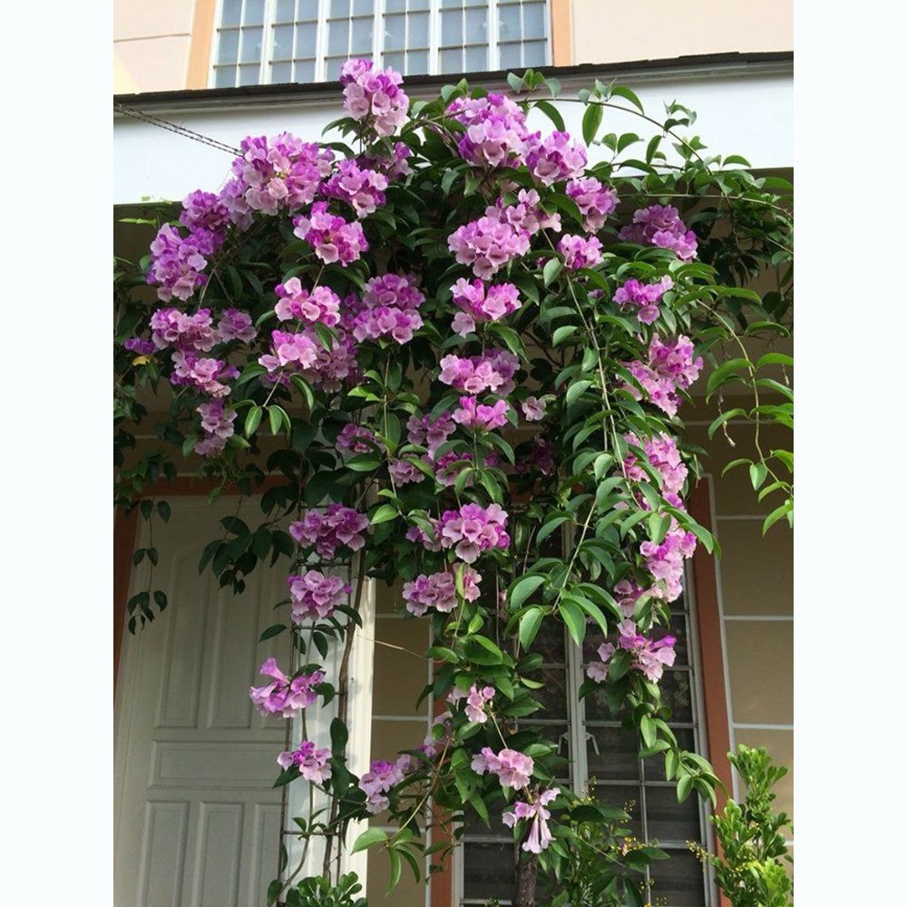 CHẬU LAN TỎI TÍM 2