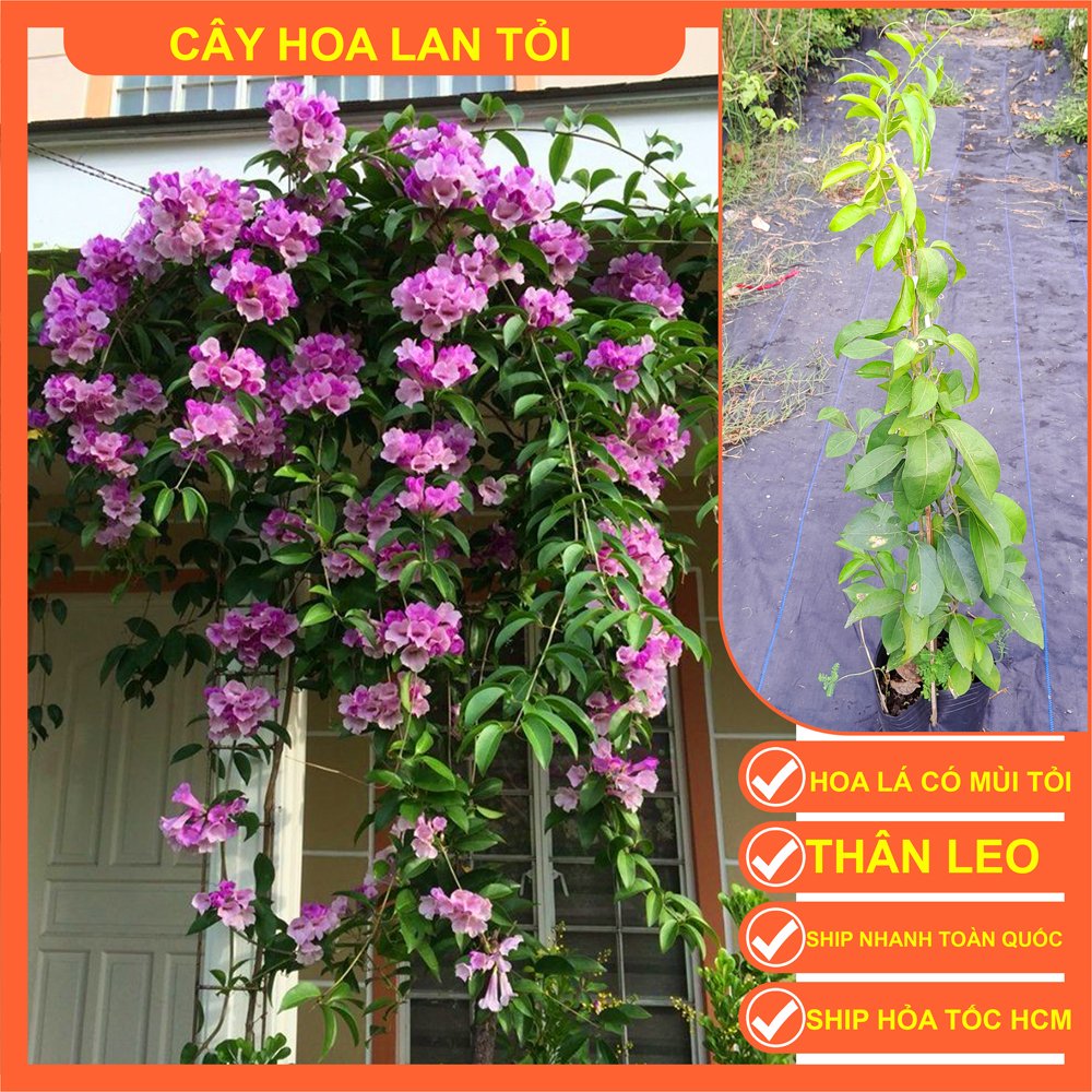 CHẬU LAN TỎI TÍM