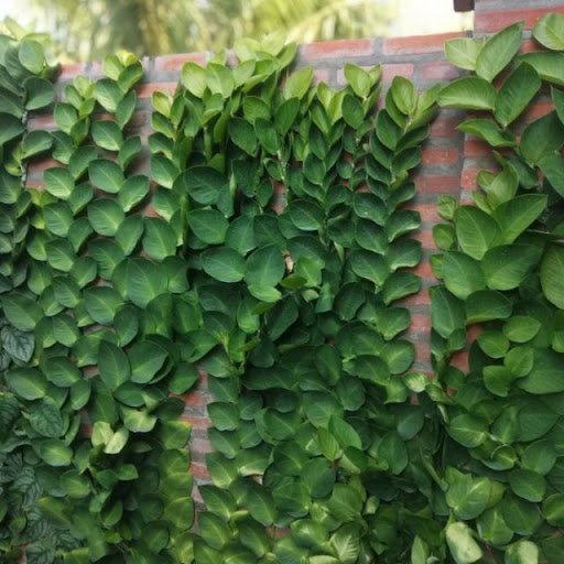 CÂY LEO THẰN LẰN THÁI 2