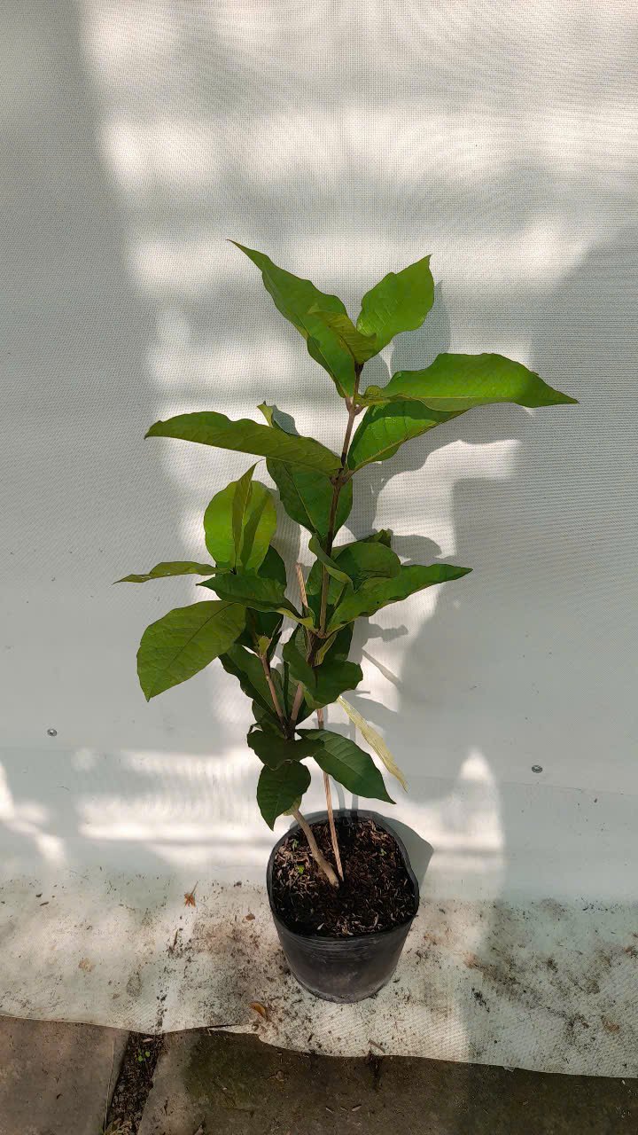 CÂY MAI XANH THÁI 60CM 2