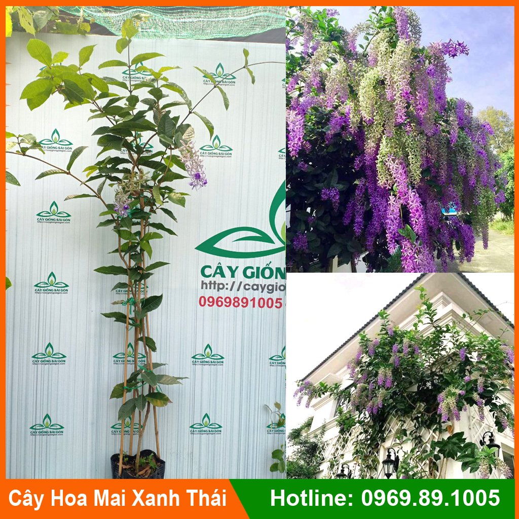 CÂY HOA MAI XANH THÁI