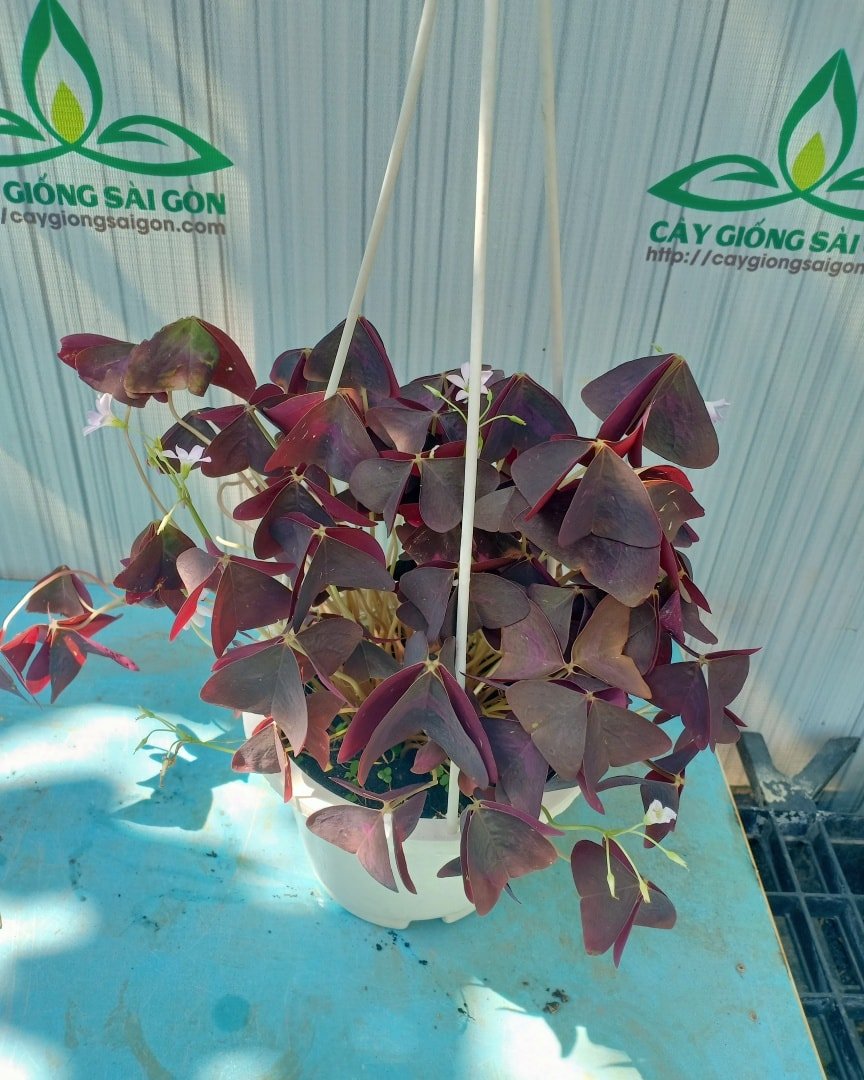 CÂY BƯỚM ĐÊM (CÂY ME ĐẤT LÁ TÍM) 3