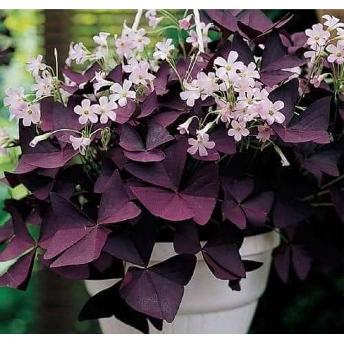 CÂY BƯỚM ĐÊM (CÂY ME ĐẤT LÁ TÍM)