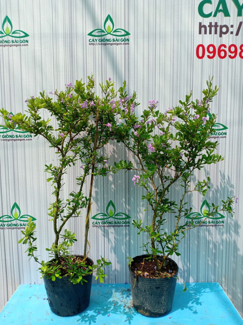 CÂY LINH SAM SIÊU HOA70cm 3