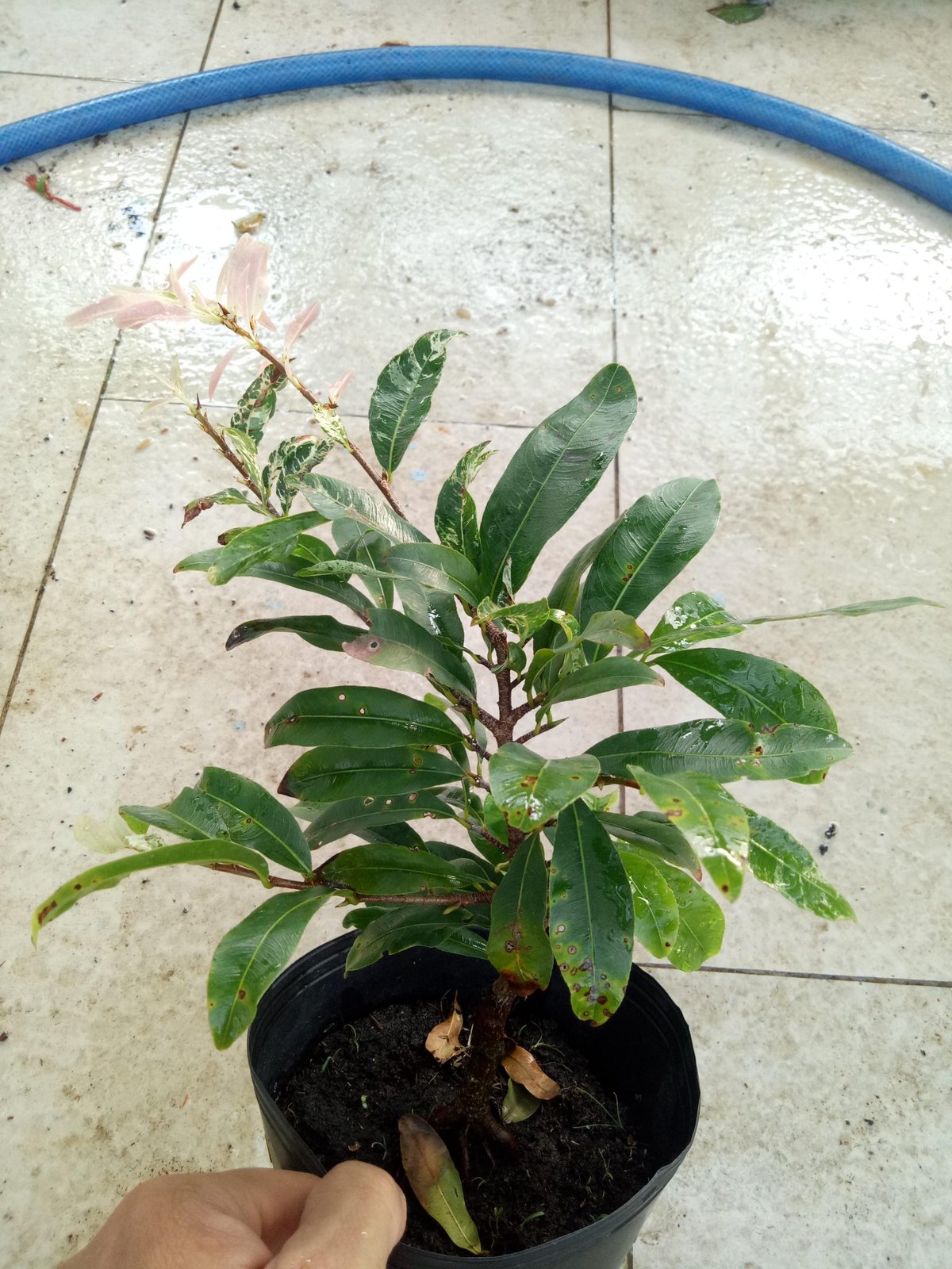 Cây mai trắng đọt hồng 2