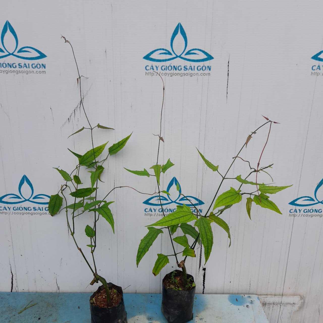 COMBO 2 CÂY HOA MÓNG CỌP VÀNG 45CM 2