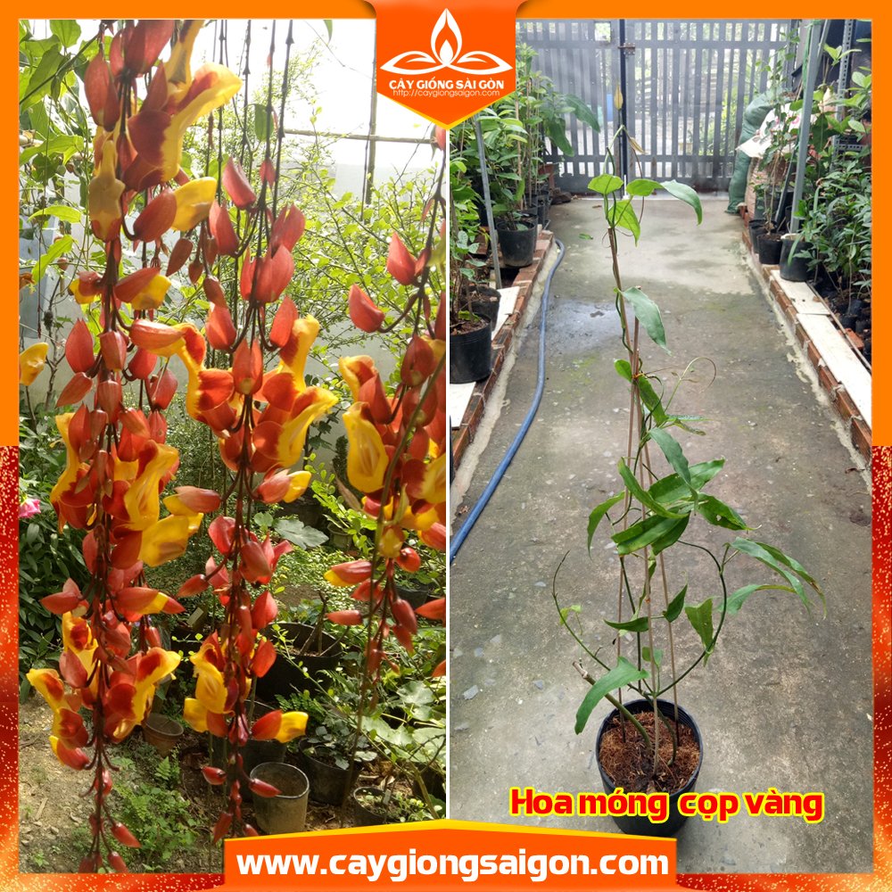 COMBO 2 CÂY HOA MÓNG CỌP VÀNG 45CM