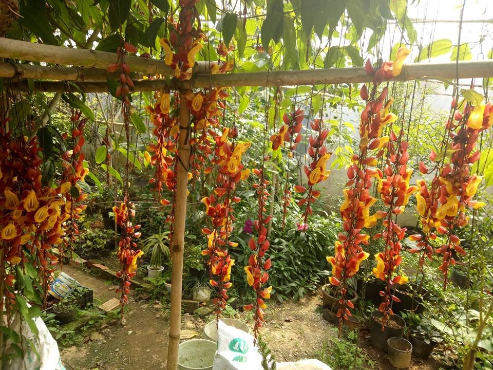 COMBO 2 CÂY HOA MÓNG CỌP VÀNG 45CM 3