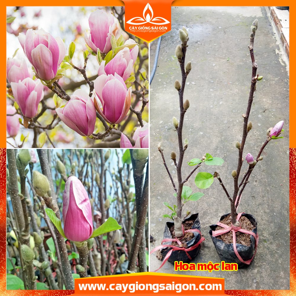 Cây hoa mộc lan siêu nụ