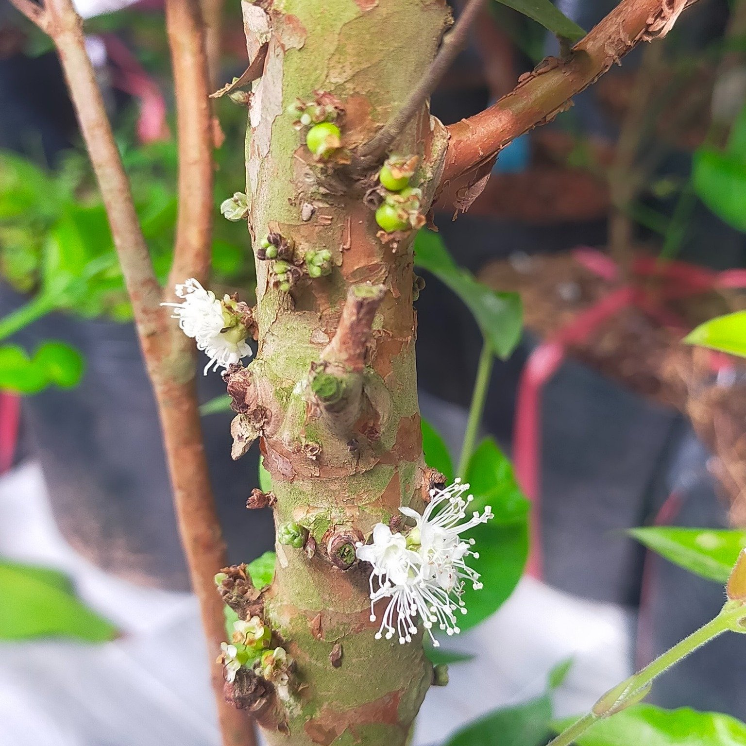 CÂY NHO THÂN GỖ TỨ QUÝ 3