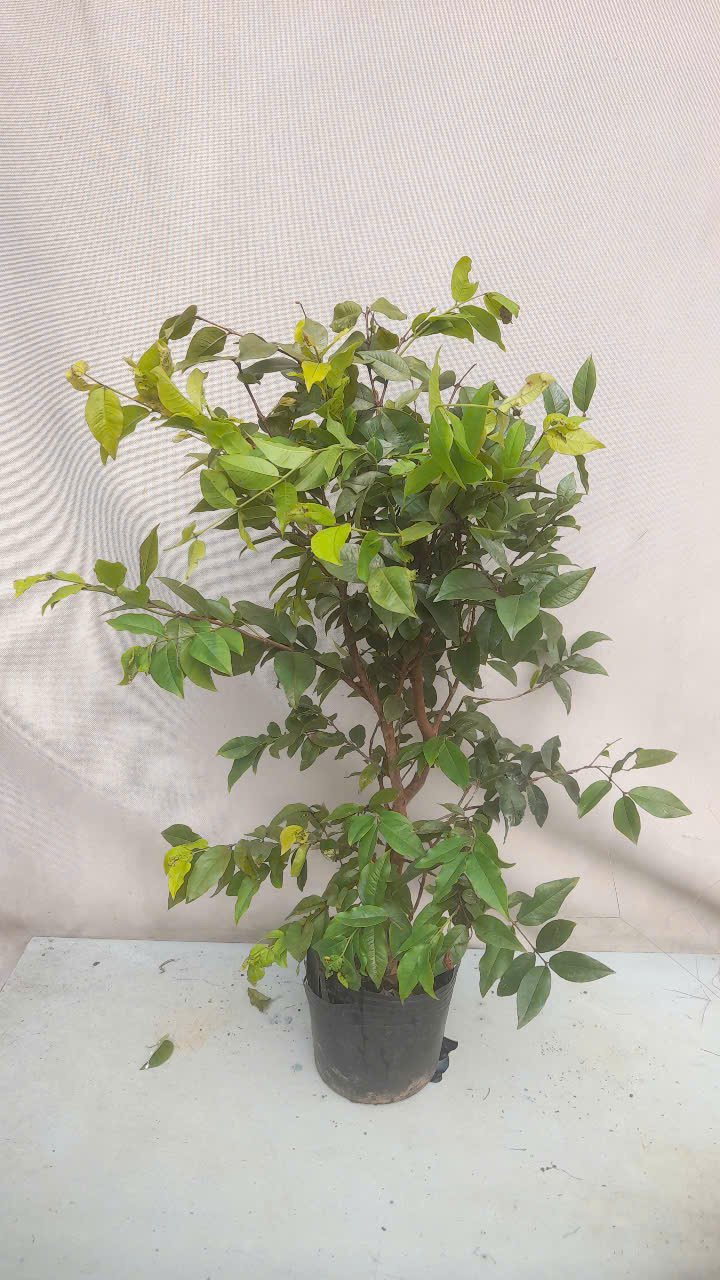 CÂY NHO THÂN GỖ TỨ QUÝ 2