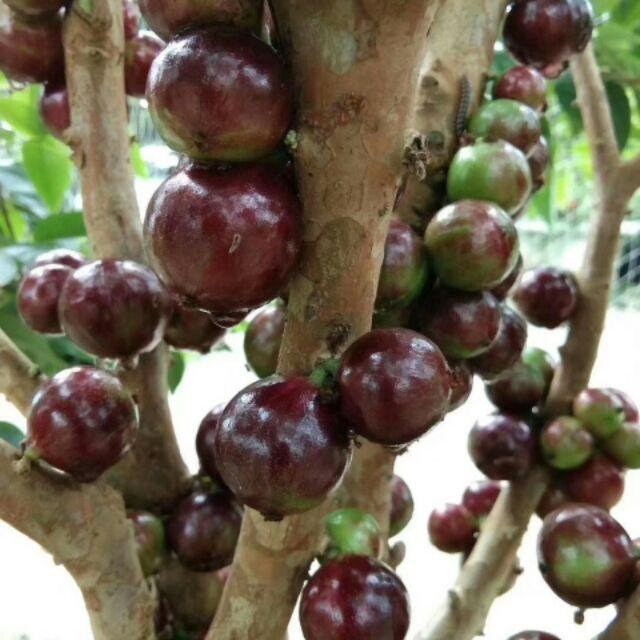CÂY NHO THÂN GỖ TỨ QUÝ