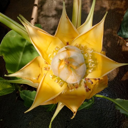 CÂY CHUỐI TÀI LỘC (CHUỐI SEN) 3